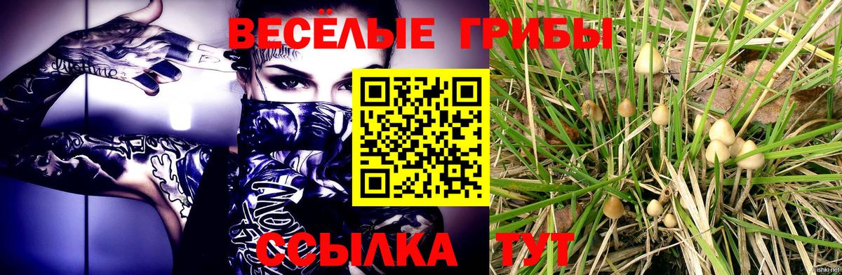 Псилоцибиновые грибы Psilocybe  Вход с VPN  Биробиджан 